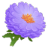 Aster Flower